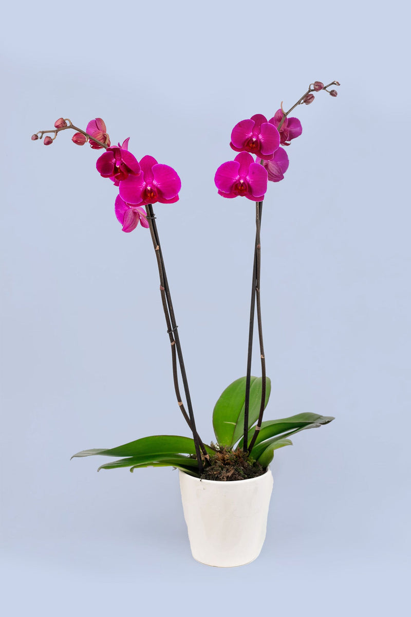 Remedios Varo con Orquídea Morada