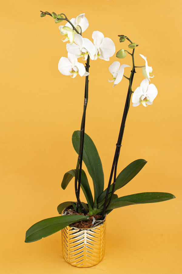 Remedios varo con Orquídea en maceta dorada