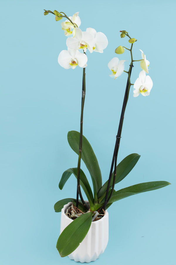 Remedios Varo con Orquídea con Maceta blanca