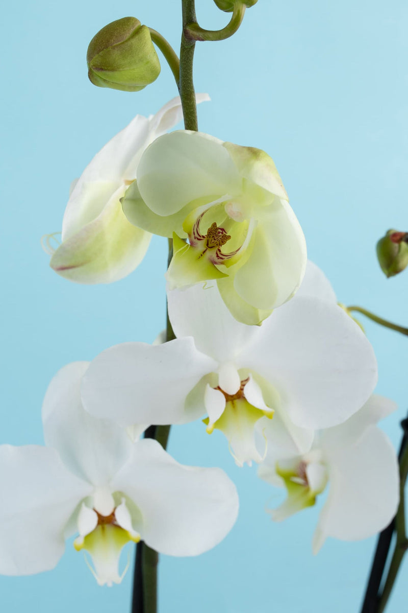 Remedios Varo con Orquídea con Maceta blanca