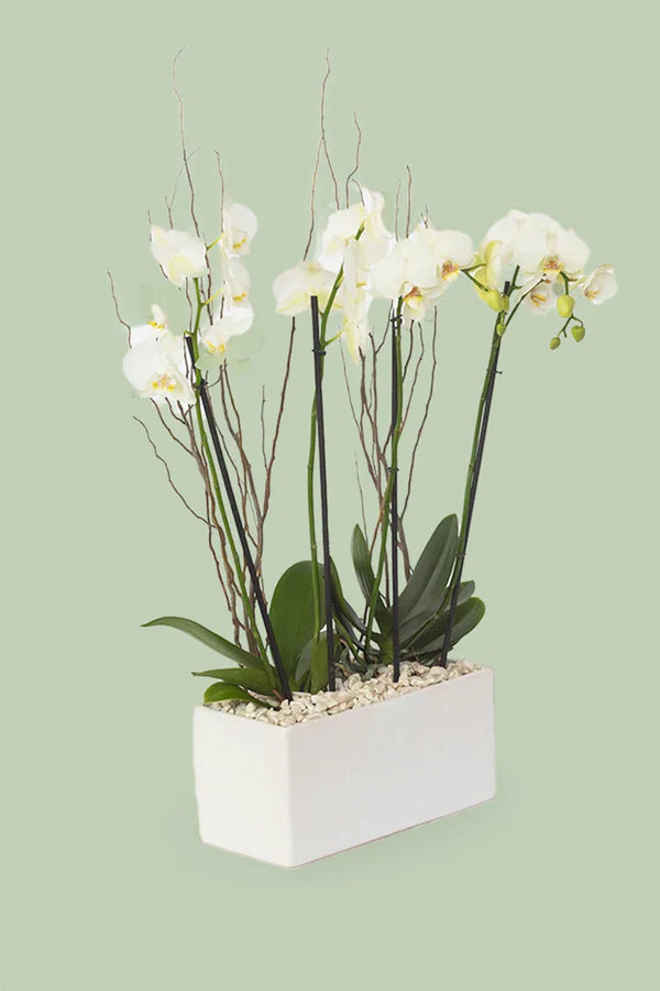 Orquídea Blanca Todo mi cariño