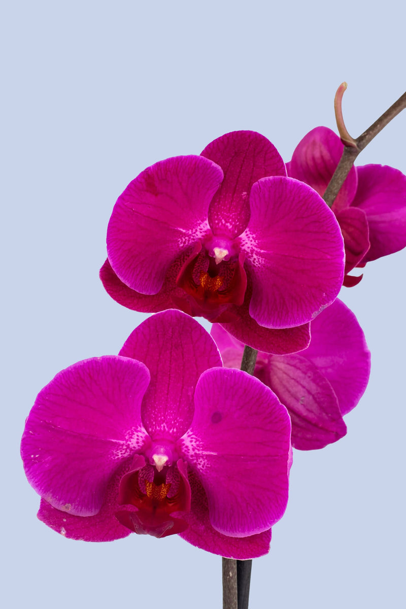 Remedios Varo con Orquídea Morada